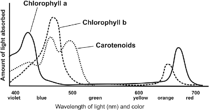 Absorbtion Graph of Photosynthetic Pigments.png